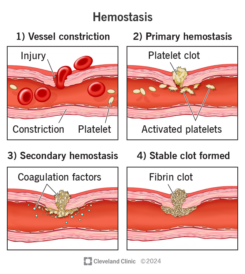 Hemostasis Blood Coagulation